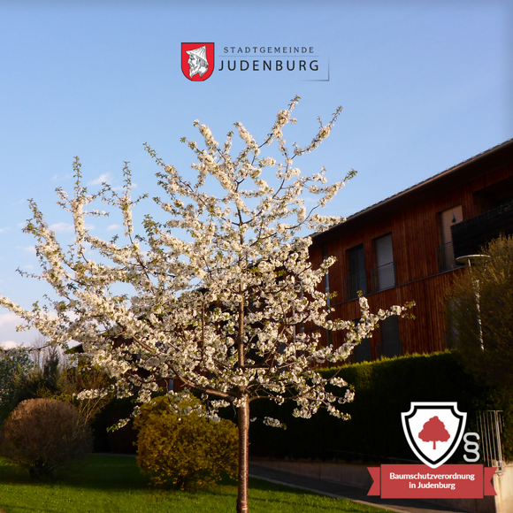 NEUE BAUMSCHUTZVERORDNUNG DER STADTGEMEINDE JUDENBURG